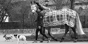 % SALE - PFERD %