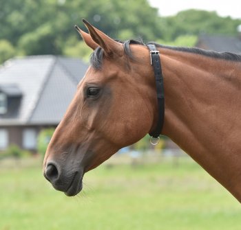 Busse Halsriemen Weide