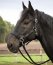 Busse Halfter RIDING, schwarz