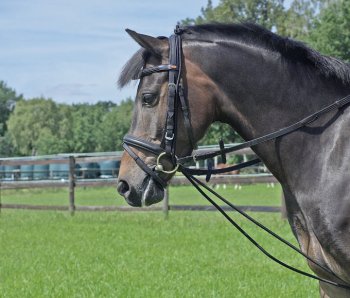 Euroriding Halsverlängerer Elastik, schwarz