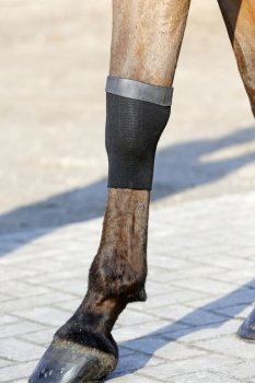 Kentucky Horsewear Sehnenstrümpfe mit Gel schwarz