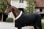 Kentucky Horsewear Turnierdecke 160g schwarz
