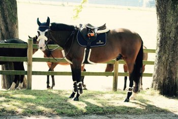 Kentucky Horsewear Lammfell-Stollengurt schwarz