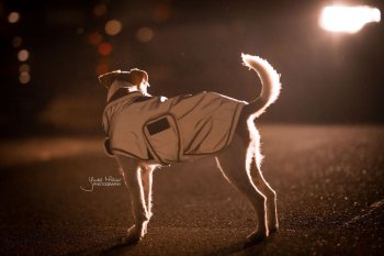 Kentucky Dogwear Hundemantel REFLECTIVE & WATER...