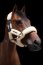 Kentucky Horsewear Lammfell Transport Halfter natur