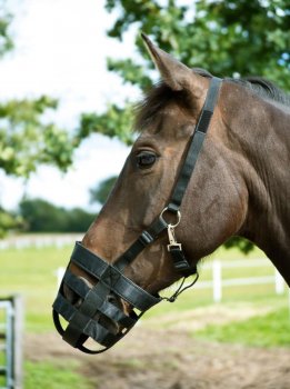 Busse Fressbremse PLAIN schwarz