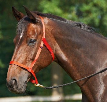 Busse Halfter Weide, rot