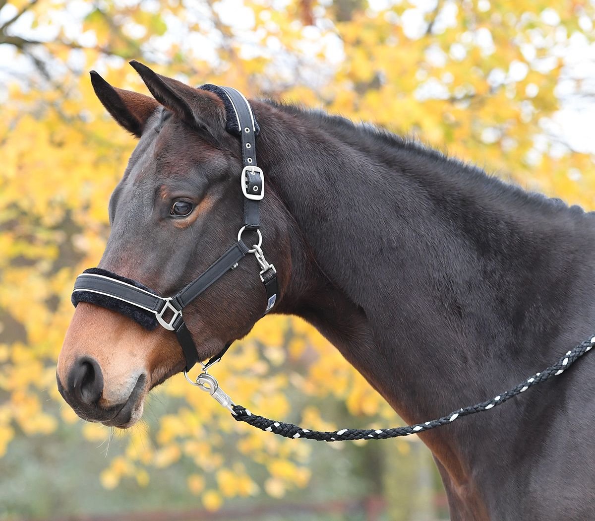 Halfter HANSA Busse schwarz 