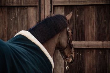 Kentucky Horsewear Abschwitzdecke SHOW HEAVY dunkelgrün