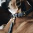 Kentucky Dogwear Nylon-Hundehalsband geflochten, grau XS