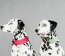 Kentucky Dogwear Hundehalsband JACQUARD pink