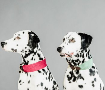 Kentucky Dogwear Hundehalsband JACQUARD olivgrün XS