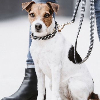 Kentucky Dogwear Hundehalsband PIED-DE-POULE schwarz