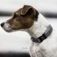 Kentucky Dogwear Hundehalsband REFLECTIVE