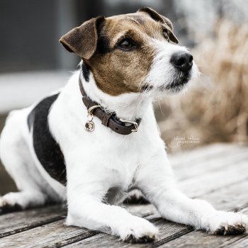 Kentucky Dogwear Hundehalsband VELVET LEATHER