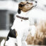Kentucky Dogwear Hundehalsband VELVET LEATHER XXS
