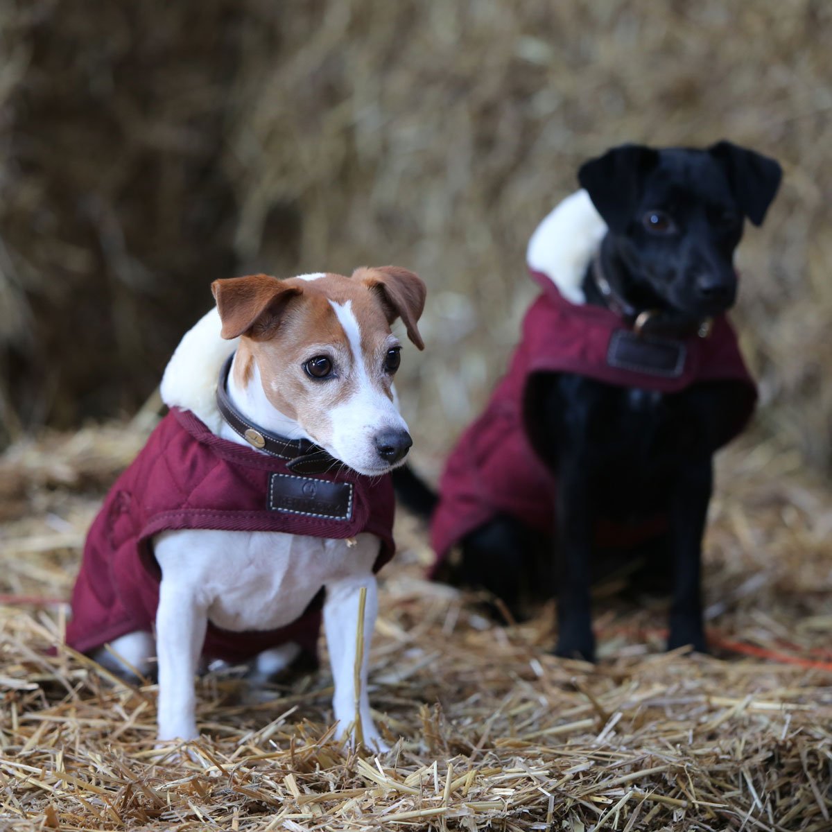Kentucky Dogwear Hundemantel ORIGINAL bordeaux-natur XS