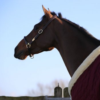 Kentucky Horsewear Stallhalfter LEATHER braun