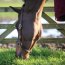 Kentucky Horsewear Stallhalfter LEATHER braun Cob