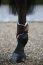 Kentucky Horsewear Arbeitsgamaschen SOLIMBRA hinten kurz