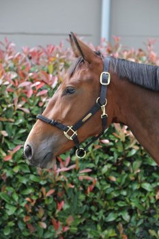 Kentucky Horsewear Kontrollhalfter schwarz