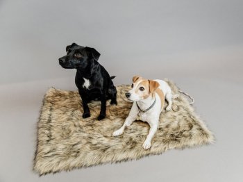 Kentucky Dogwear Hundebett FUZZY BLANKET TO GO