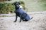 Kentucky Dogwear Hundemantel PEARLS marineblau