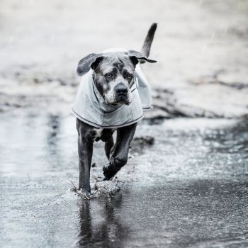 Kentucky Dogwear Regenjacke dusty blue