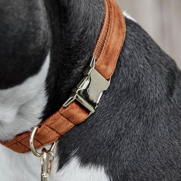 Kentucky Dogwear Hundehalsband VELVET orange