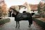 Kentucky Horsewear Turnierdecke 160g schwarz/schwarz