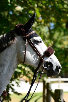 Kentucky Horsewear Nasenriemenschoner braun