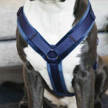 Kentucky Dogwear Hundegeschirr AKTIV VELVET marineblau