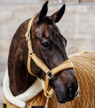 Kentucky Horsewear Halfter VELVET senfgelb