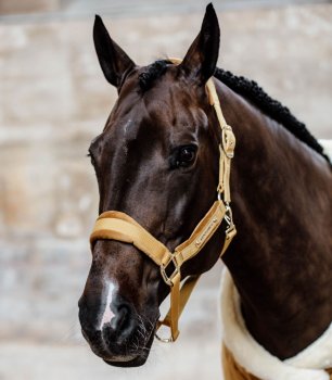 Kentucky Horsewear Halfter VELVET senfgelb