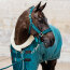 Kentucky Horsewear Halfter VELVET smaragd Cob