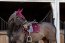 Kentucky Horsewear Schabracke VELVET bordeaux