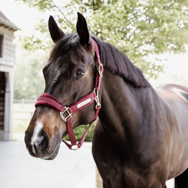 Kentucky Horsewear Halfter VELVET bordeaux