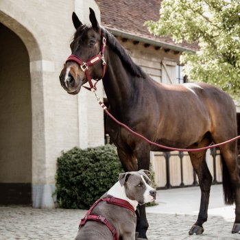 Kentucky Horsewear Halfter VELVET bordeaux