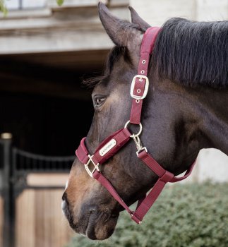 Kentucky Horsewear Halfter VELVET bordeaux