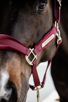 Kentucky Horsewear Halfter VELVET bordeaux