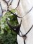 Le Mieux Martingalgabel, brown/silver
