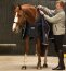 Horseware Stall-/ Unterdecke LINER 200g, navy/navy