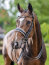 Le Mieux Kudos Trense Double Bridle, black/white