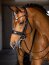 Le Mieux Kudos Trense Double Bridle, black/black