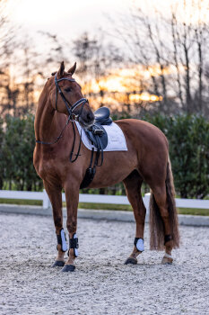 Imperial Riding Gamaschen IRH LOVELY white