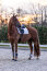 Imperial Riding Gamaschen IRH LOVELY white