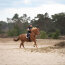 Imperial Riding Bareback Pad IRH FREE RIDE black