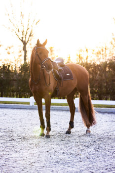 Imperial Riding Gamaschen IRH LOVELY navy