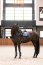 Imperial Riding Gamaschen IRH LOVELY navy