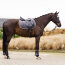 Imperial Riding Schabracke IRH SHADOW tornado